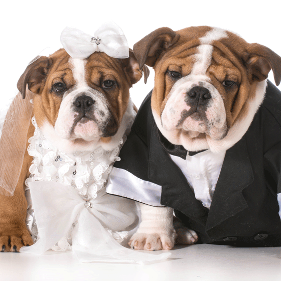 How to Wear a Bow Tie without Feeling Silly or Uncomfortable...